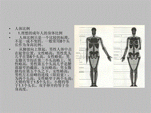 艺术用人体完整比例骨骼1.ppt.ppt