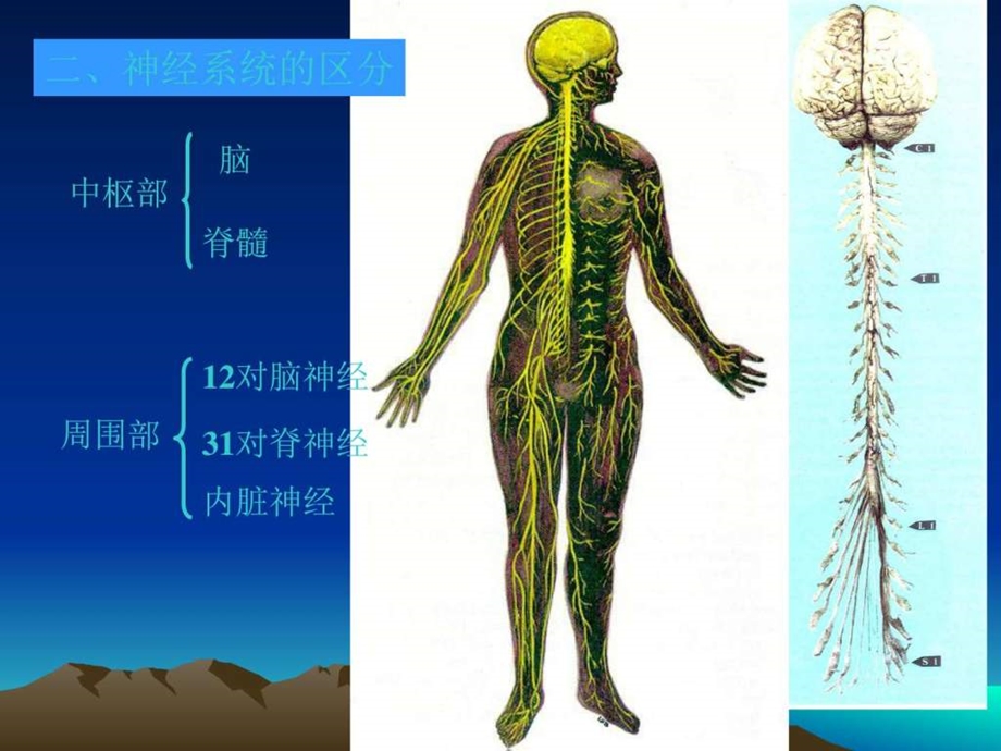 神经系统疾病定位诊断学图文.ppt.ppt_第2页