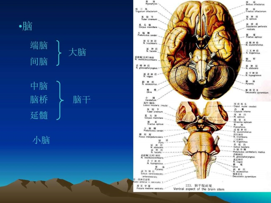 神经系统疾病定位诊断学图文.ppt.ppt_第3页