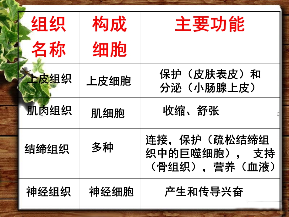 人体的四种组织功能比较.ppt_第1页