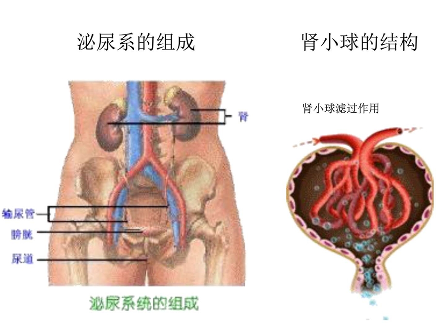 利尿药和脱水药的临床作用与副作用图文.ppt.ppt_第3页