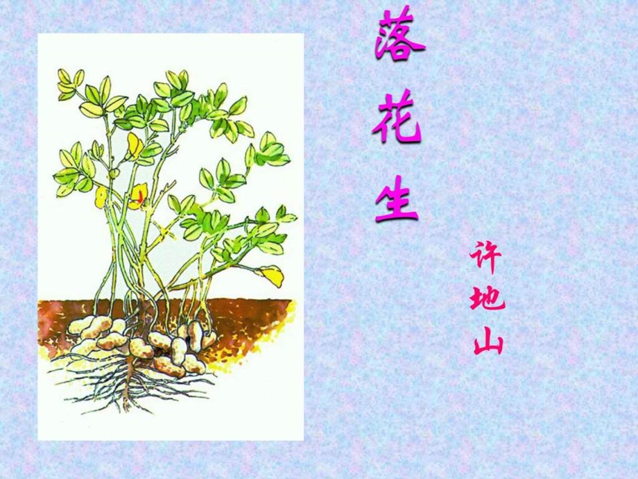 落花生教学课件ppt.ppt_第1页