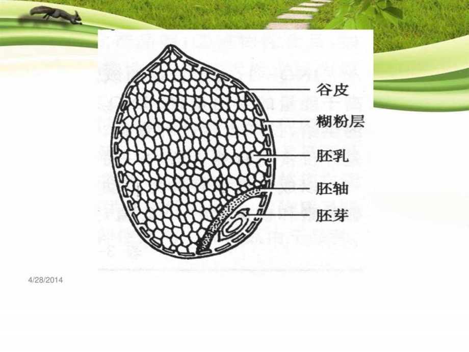 谷物食品的营养价值.ppt_第3页