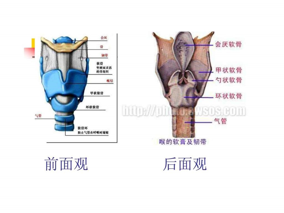 急性会厌炎1719928459.ppt.ppt_第2页