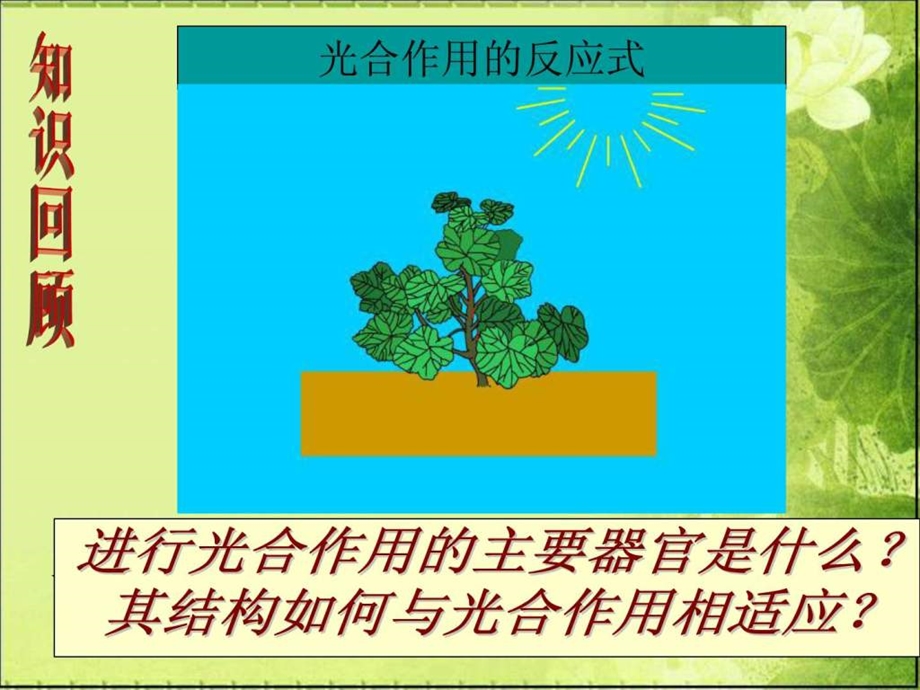 叶片的结构.ppt.ppt_第2页