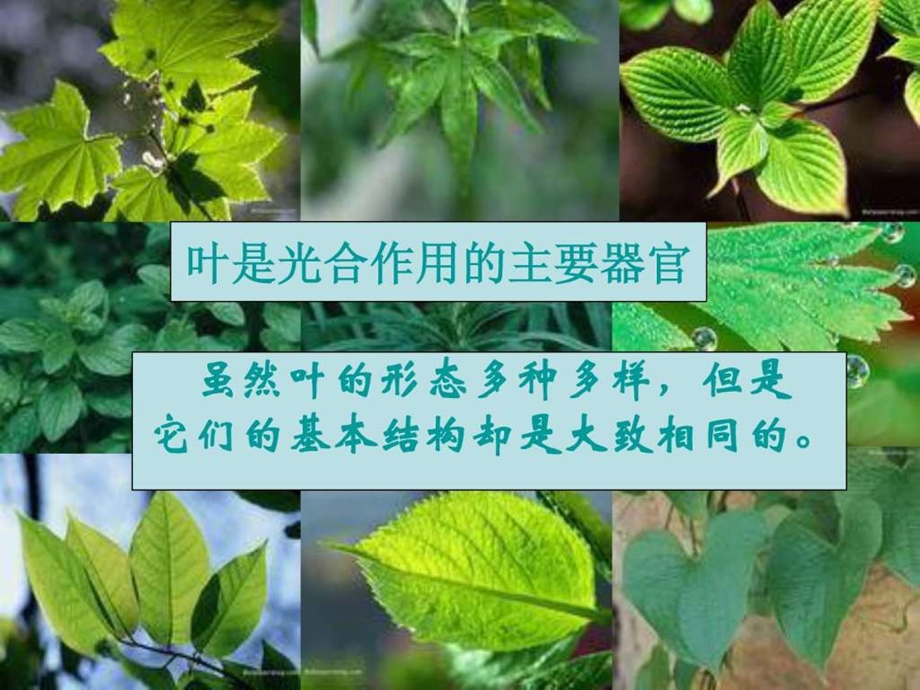 叶片的结构.ppt.ppt_第3页