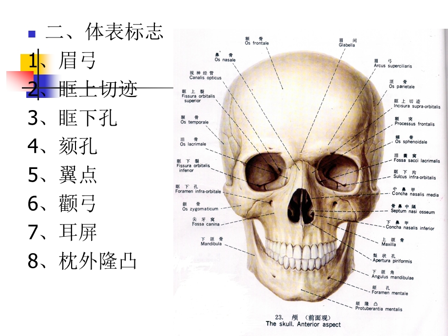 人体解剖学本科课件人体解剖学.ppt_第3页