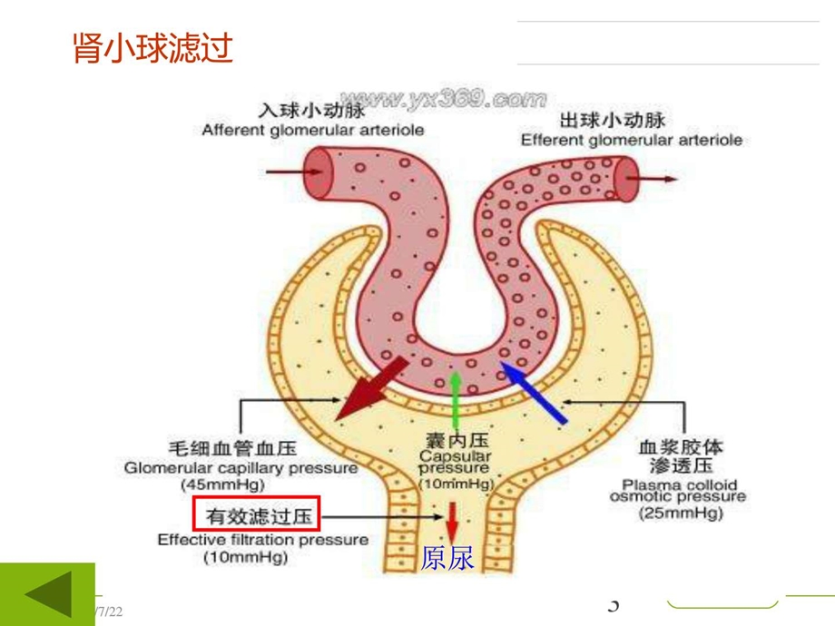 利尿药ppt课件图文.ppt.ppt_第3页