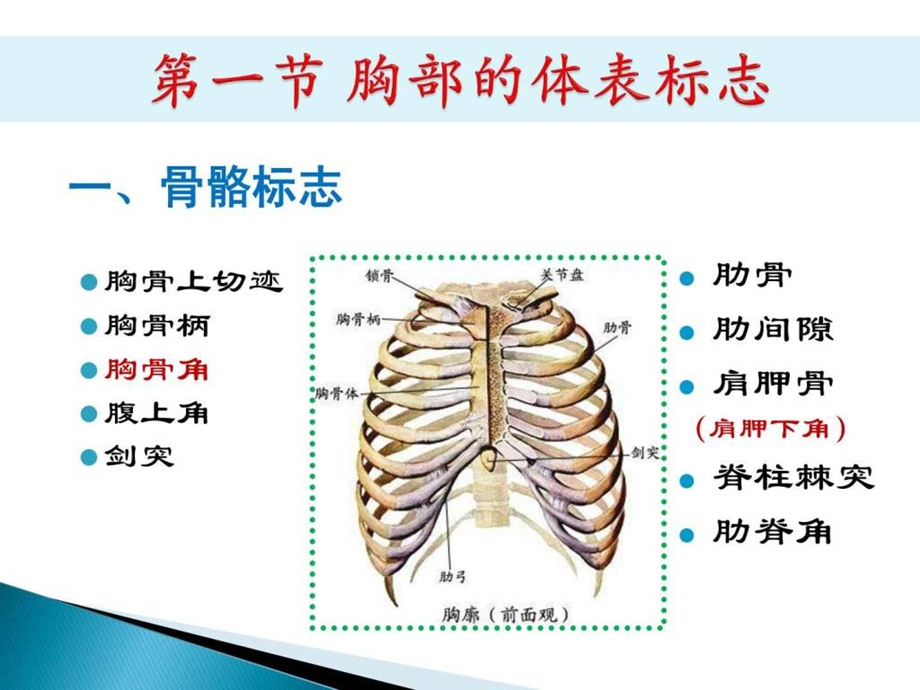 诊断学教学ppt胸部查体.ppt.ppt_第3页