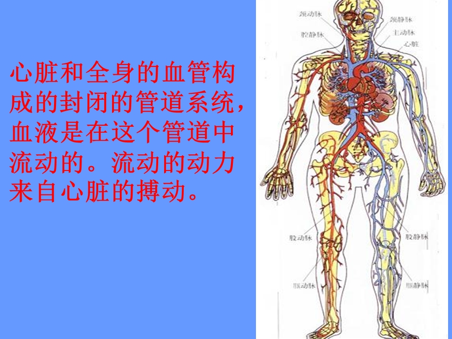 人教版七年级生物下册第四单元第四章第二节血流的管道——血管（共23张PPT）.ppt_第2页