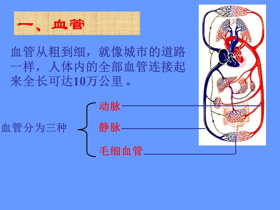 人教版七年级生物下册第四单元第四章第二节血流的管道——血管（共23张PPT）.ppt_第3页