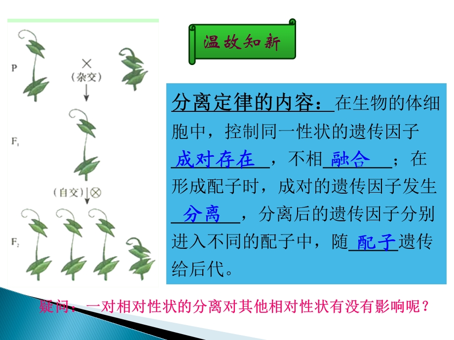 孟德尔的豌豆杂交实验(二)文科.ppt_第3页