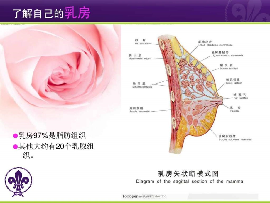 如花岁月关爱乳腺1.ppt.ppt_第3页