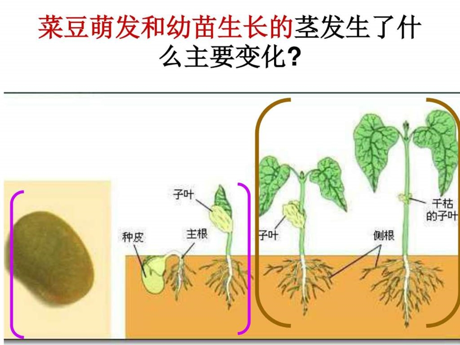 15茎越长越高图文.ppt.ppt_第3页