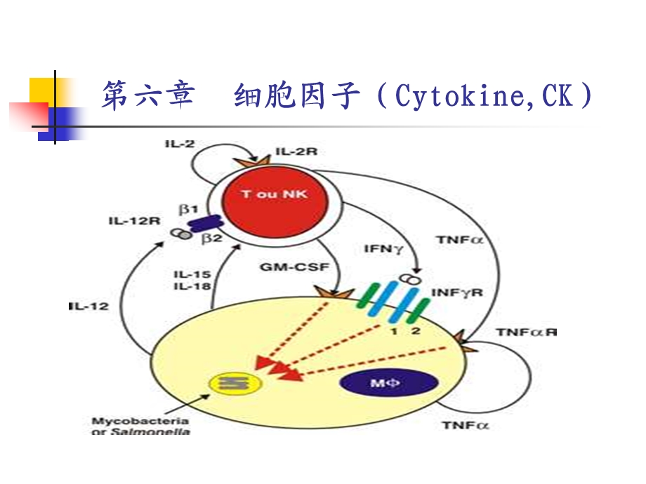 高美华医学免疫学第六章 细胞因子.ppt_第1页