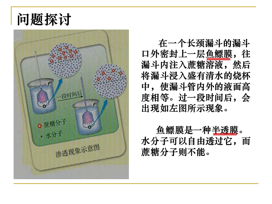 物质跨膜运输的实例（第1课时） (2).ppt_第2页