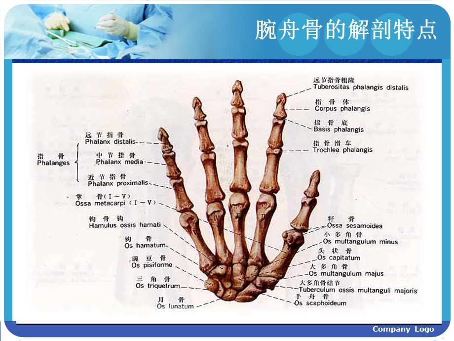 中西医结合骨伤科学14.腕舟骨骨折.ppt_第3页