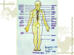 动物生理学ppt课件第8章人体的免疫机能01.ppt