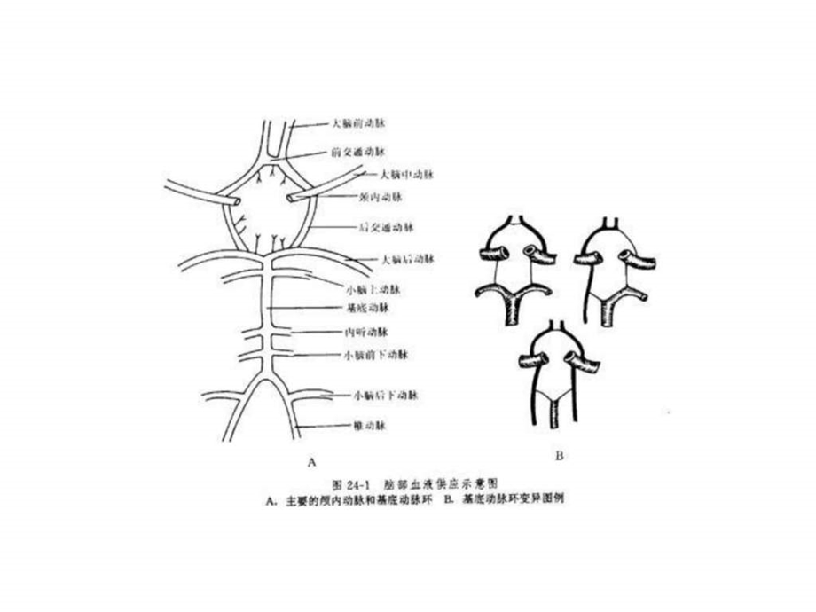 脑的血液供应图文.ppt_第2页