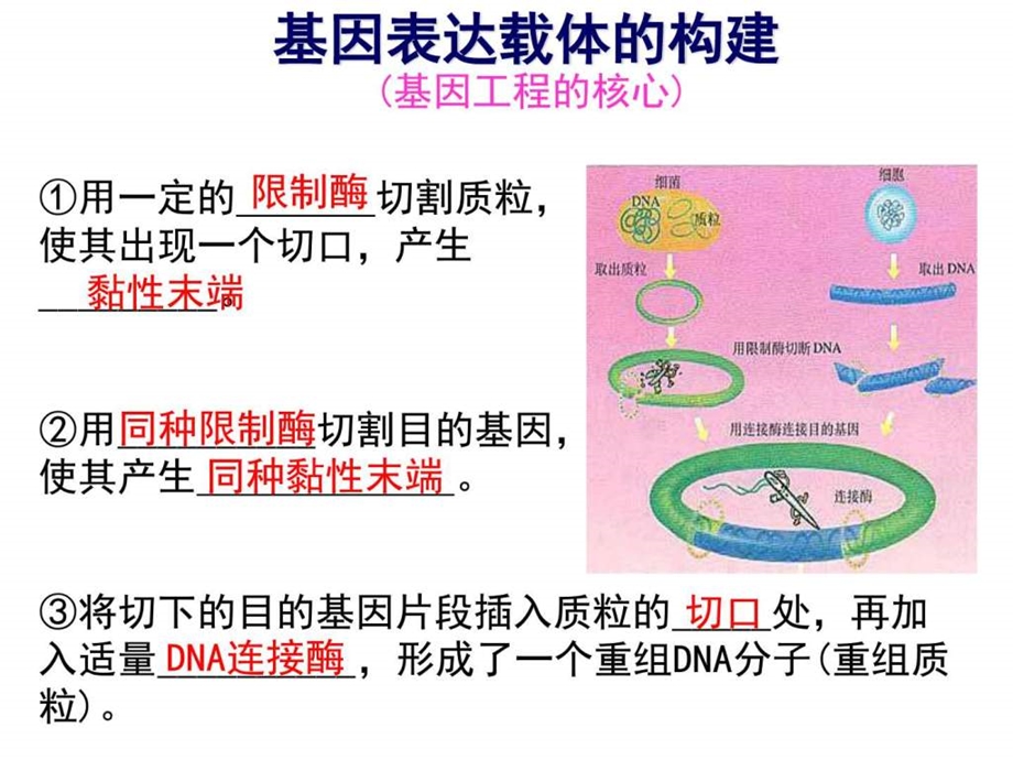 1.2基因工程的基本操作程序图文1570861470.ppt.ppt_第3页