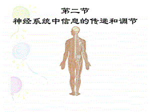 神经系统中信息的传递和调节图文.ppt.ppt