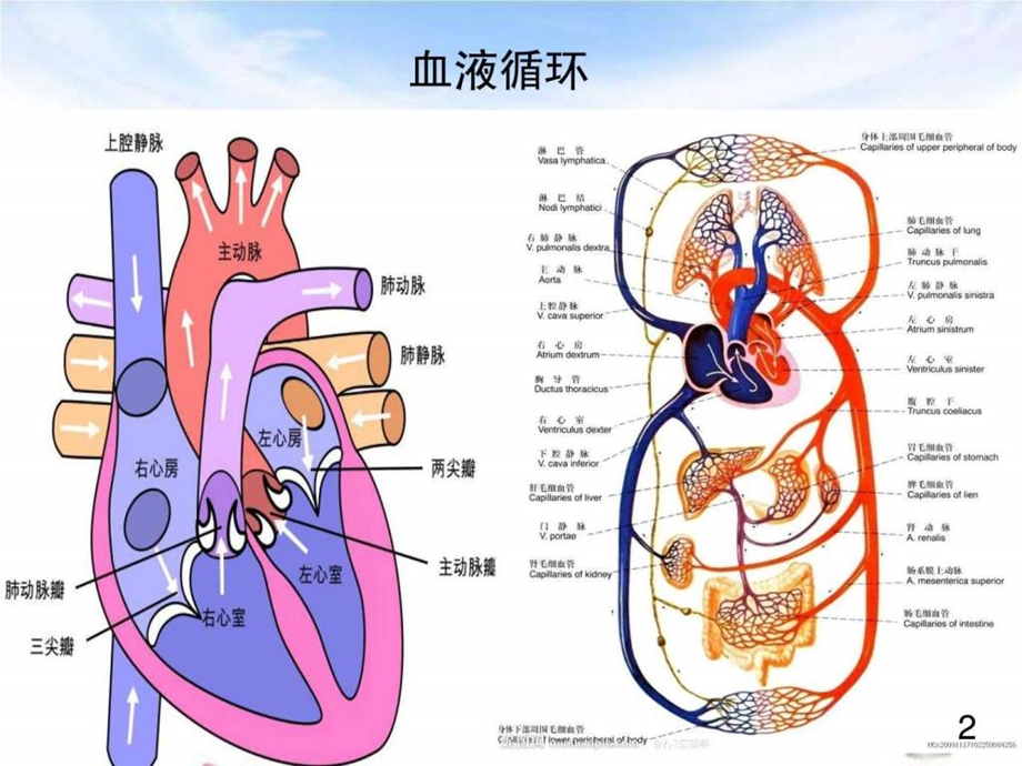 高血压讲稿PPT.ppt.ppt_第2页