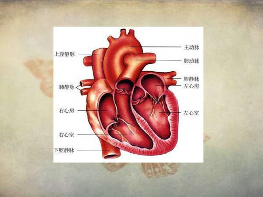 肺动脉闭锁PA小讲课及护理查房.ppt.ppt_第3页