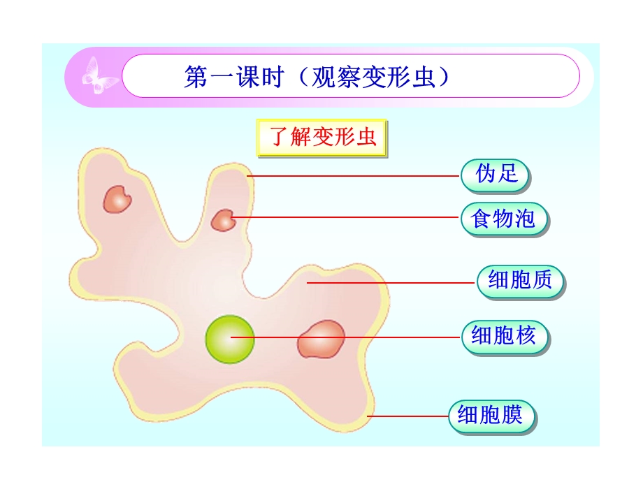 北师大版七上《细胞是生命活动的单位》].ppt_第2页