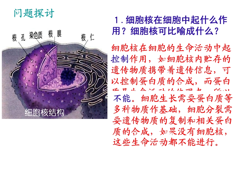 z第三章第三节细胞核系统的控制中心.ppt_第3页