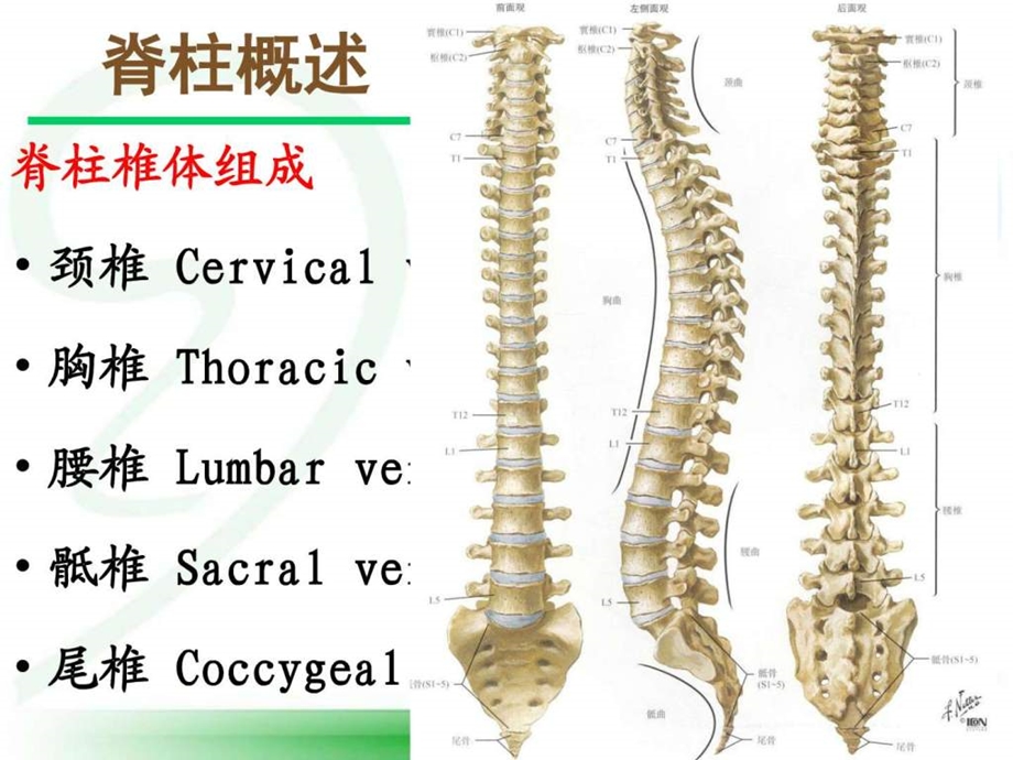 体格检查脊柱图文.ppt.ppt_第3页