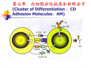 高美华医学免疫学第七章白细胞分化抗原和粘附分子.ppt