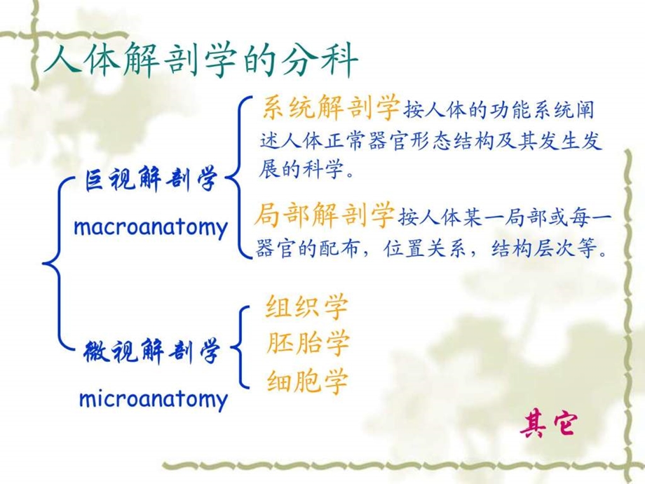 系统解剖学课件.ppt.ppt_第2页