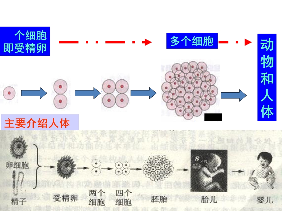 人教版七年级上生物《动物体的结构层次》.ppt_第3页