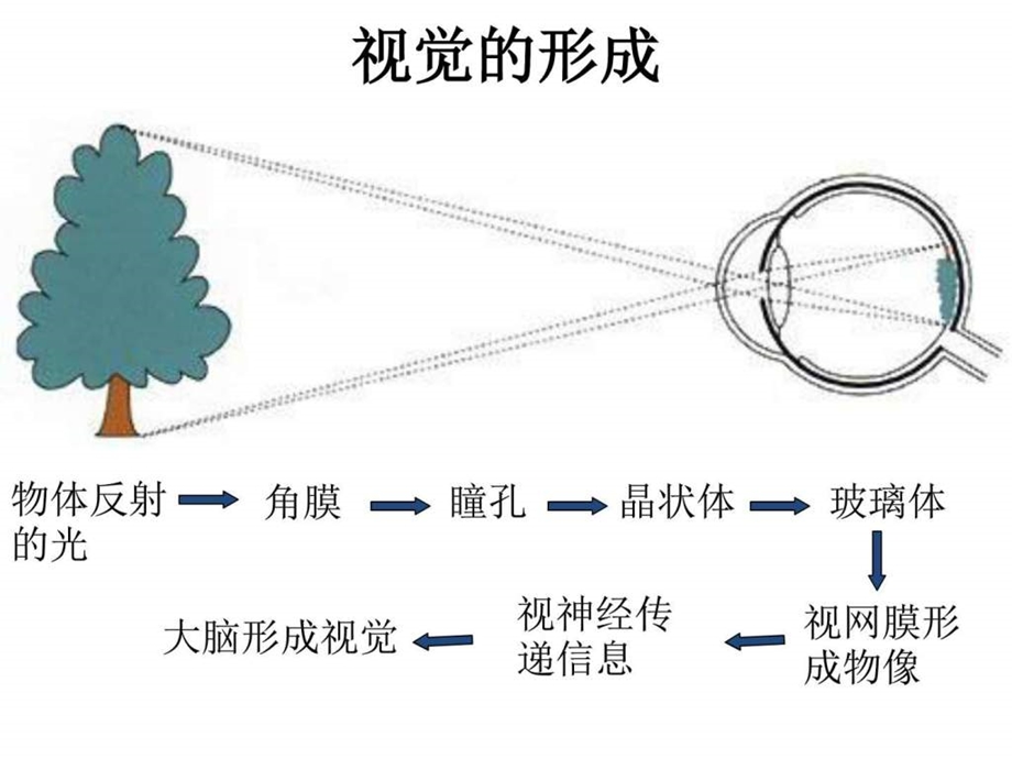 爱护眼睛点滴做起图文.ppt.ppt_第3页