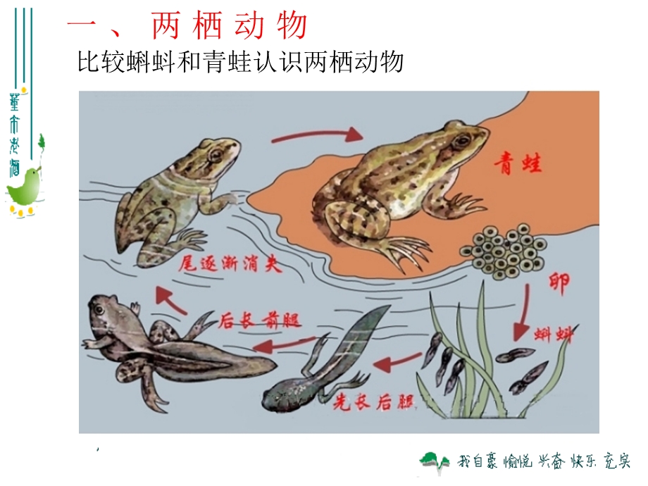 人教版八上第一章第五节两栖动物和爬行动物（共26张PPT）.ppt_第3页