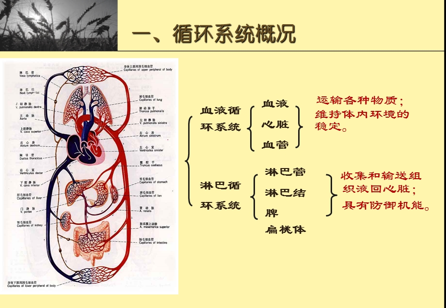 幼儿卫生与营养第二节循环系统.ppt_第2页