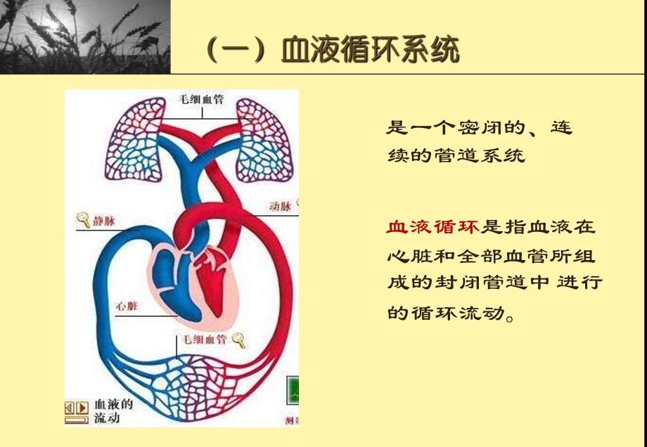 幼儿卫生与营养第二节循环系统.ppt_第3页