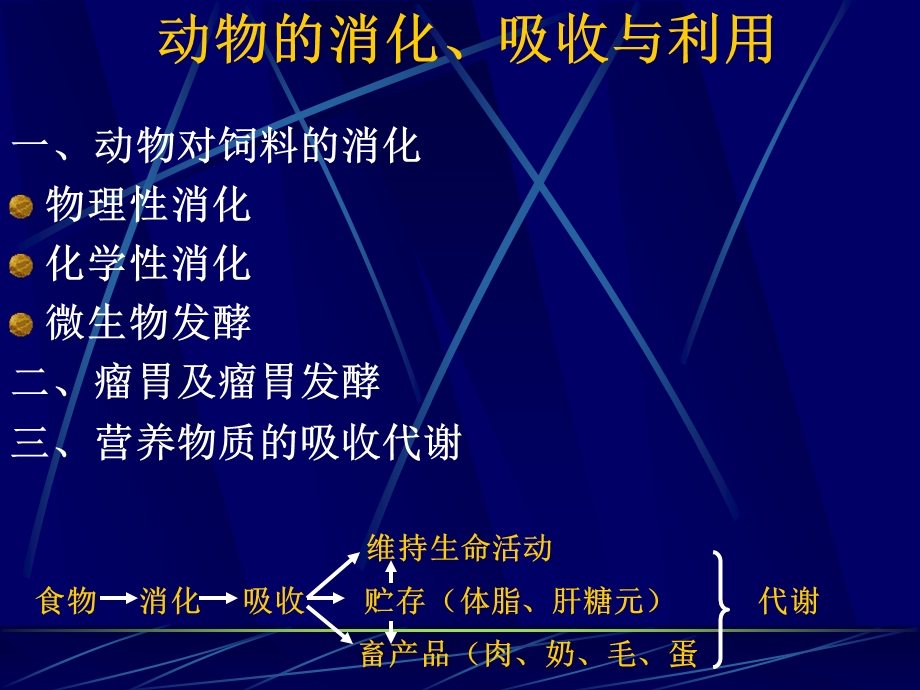 动物的消化、吸收与利用.ppt_第1页