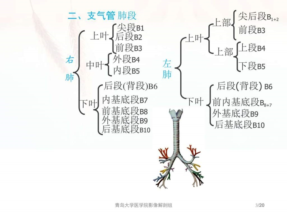 肺断层ppt课件图文.ppt.ppt_第3页