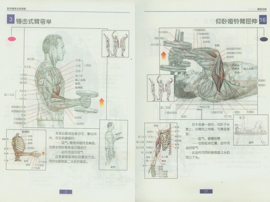 哑铃健身精美图解.ppt_第3页