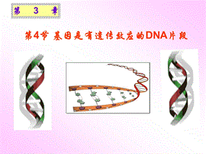 人教版必修二第3章第4节基因是有遗传效应的DNA片段（共26张PPT）.ppt