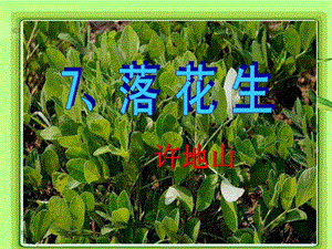 落花生ppt课件1542261830.ppt.ppt