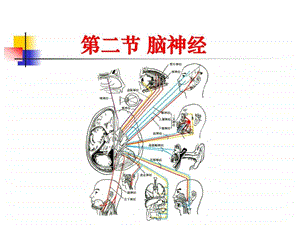 脑神经图文1502770677.ppt.ppt