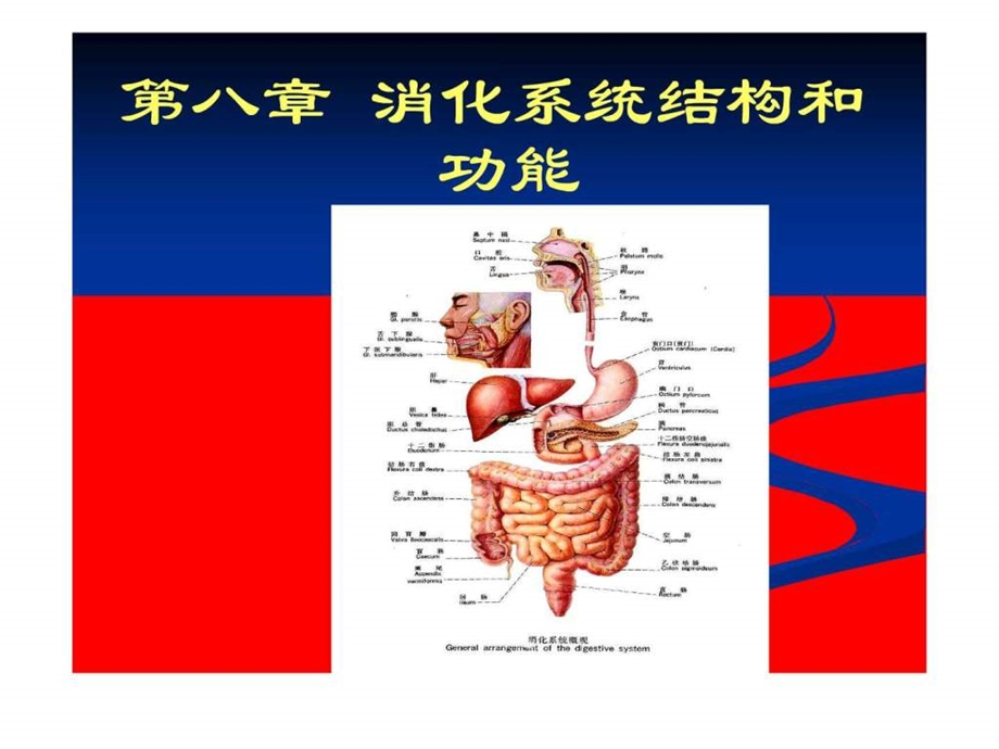 人体解剖生理学消化系统的结构与功能.ppt.ppt_第1页