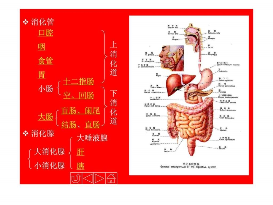 人体解剖生理学消化系统的结构与功能.ppt.ppt_第2页