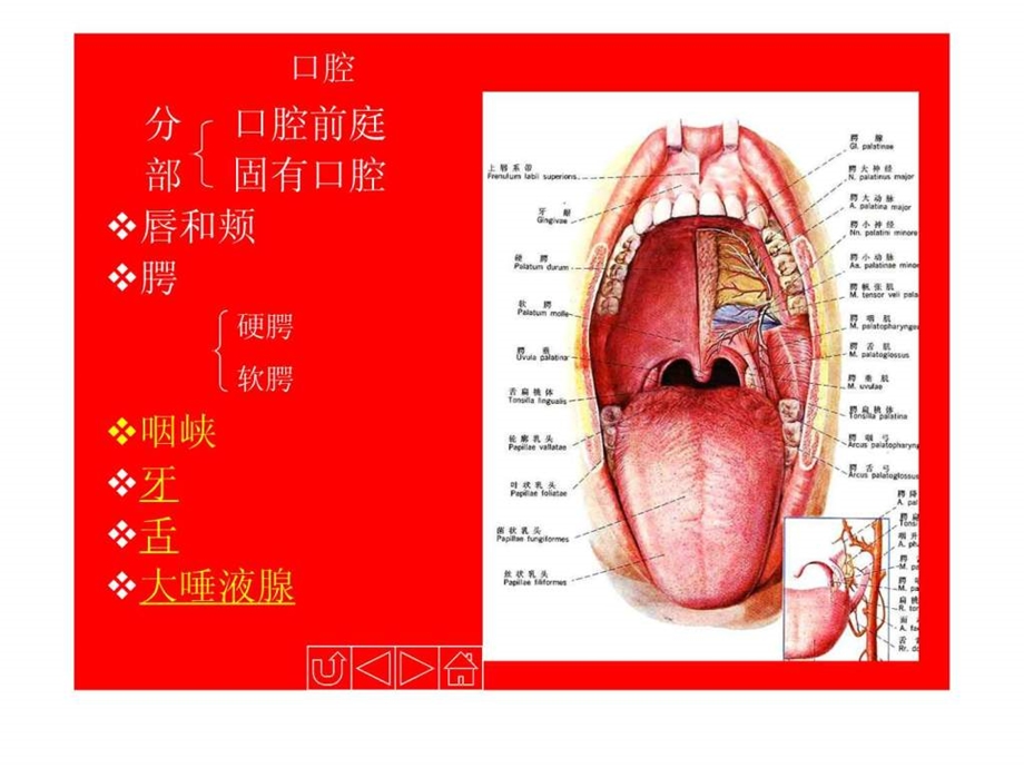 人体解剖生理学消化系统的结构与功能.ppt.ppt_第3页