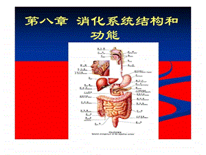 人体解剖生理学消化系统的结构与功能.ppt.ppt