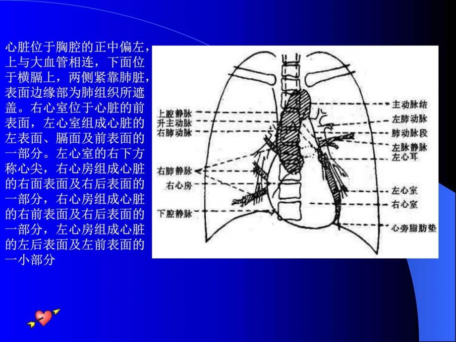 周雁花心脏图文.ppt.ppt_第3页