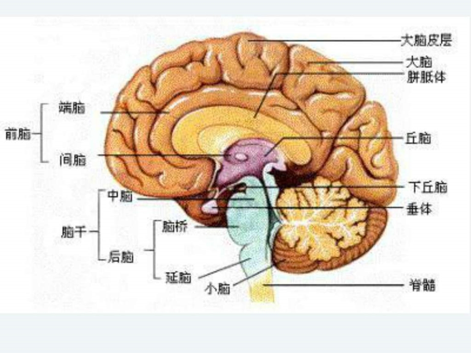 脑结构与功能东南大学图文.ppt.ppt_第3页