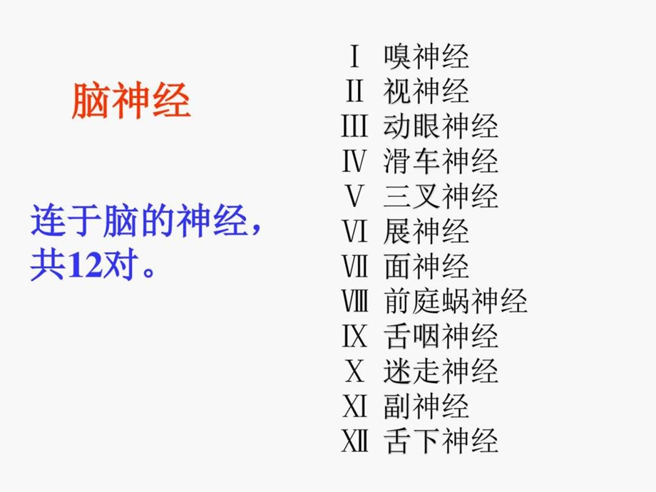 脑神经系统解剖学图文.ppt.ppt_第2页